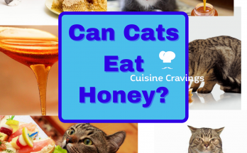 Can Cats Eat Honey is it Safe for Cats