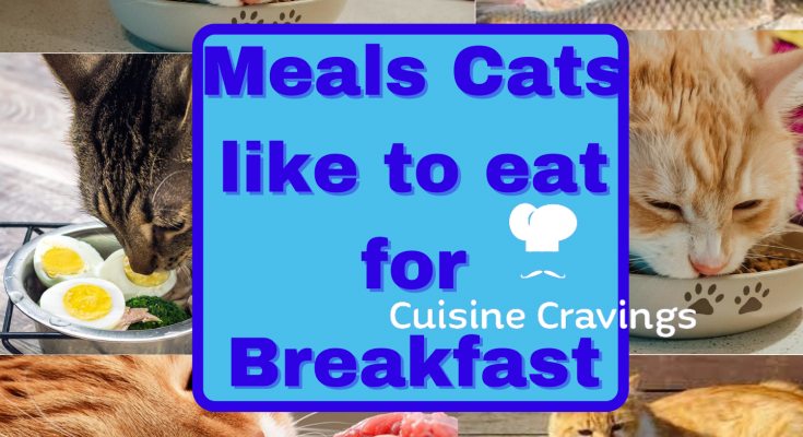 What Do Cats Like to Eat for Breakfast