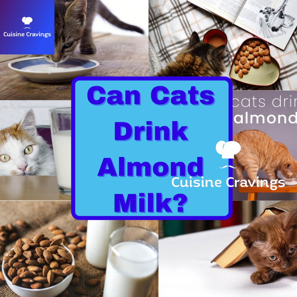 Can Cats Drink Almond Milk or Dairy Milk