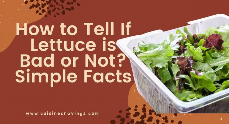 How to Tell If Lettuce is Bad or Not. Special & Amazing Facts