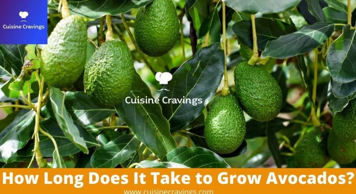 How Long Does It Take to Grow Avocados.