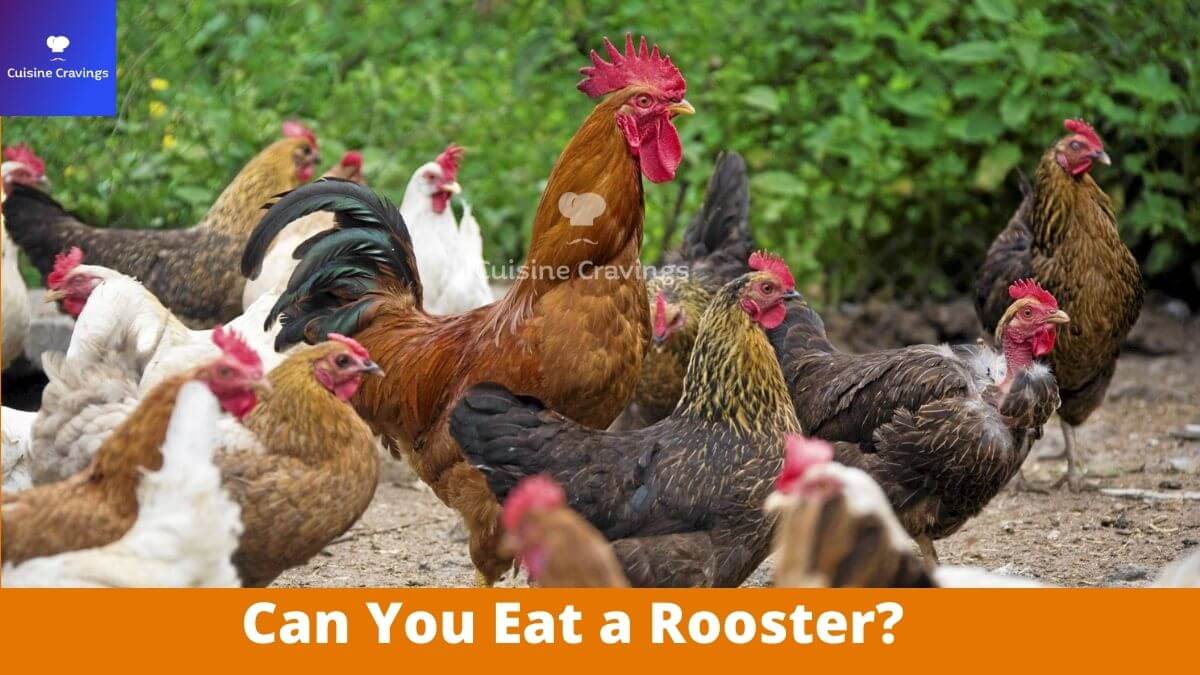 Can You Eat a Rooster? A Complete Guide