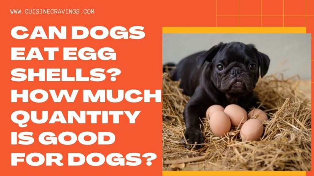 Can Dogs Eat Egg Shells. Interesting Facts