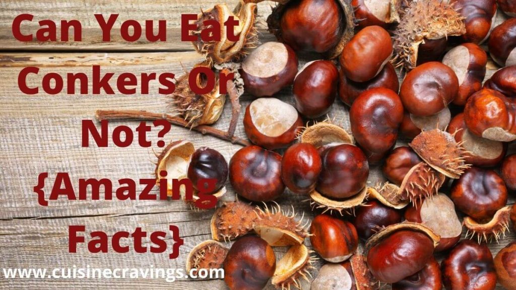 Can You Eat Conkers Or Not? {Amazing Facts}