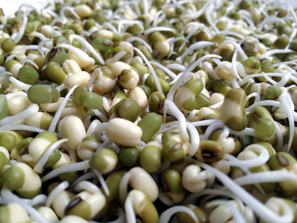Can You Eat Bean Sprouts Raw. Amazing Facts