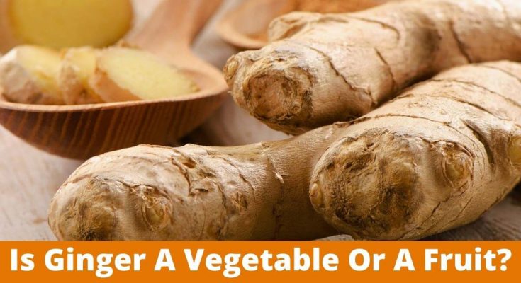 Is Ginger A Vegetable Or A Fruit, Complete Guide