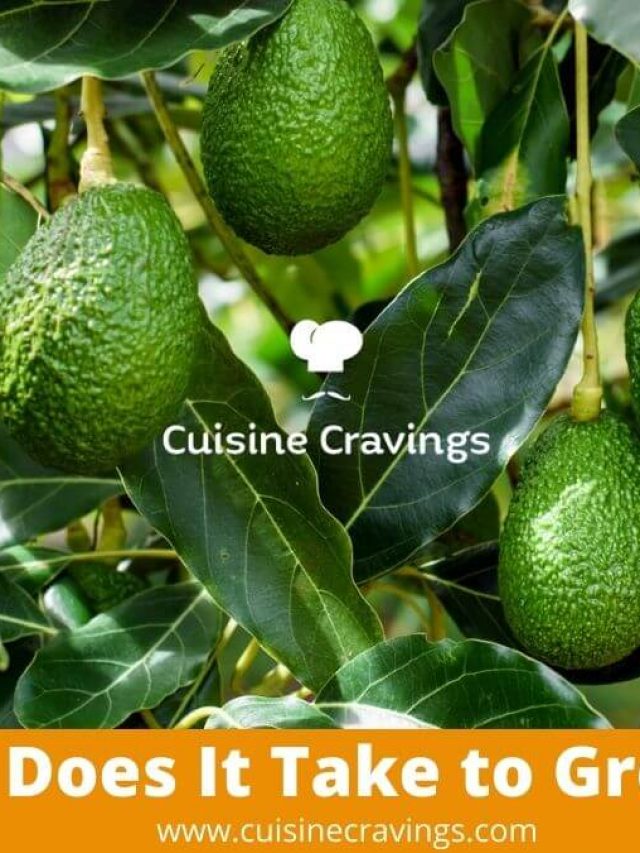 How Long Does It Take To grow Avocados? Cuisine Cravings