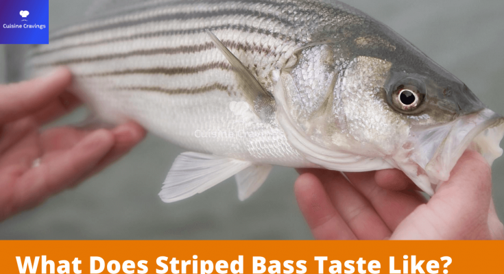 What Does Striped Bass Taste Like