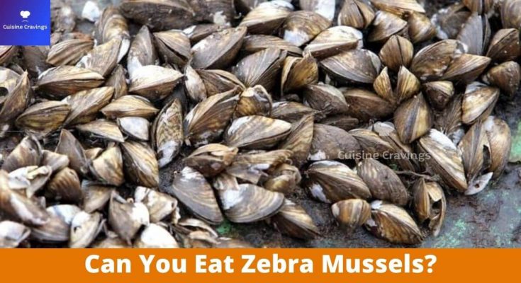 Can You Eat Zebra Mussels