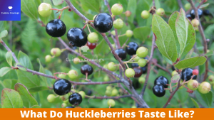 What Do Huckleberries Taste Like