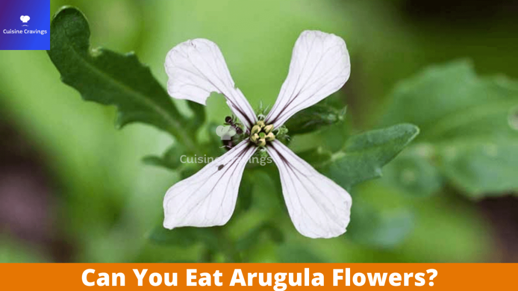 Can You Eat Arugula Flowers