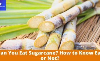 Can You Eat Sugarcane