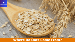 Where Do Oats Come From