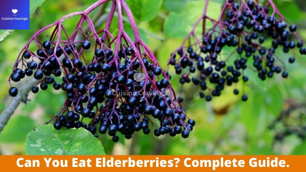 Can You Eat Elderberries