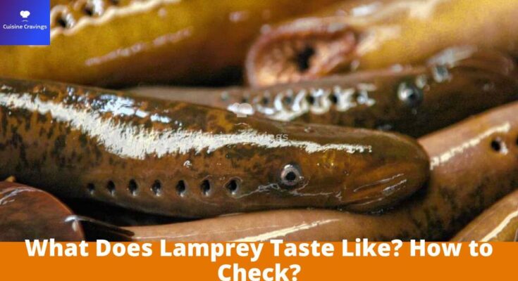 What Does Lamprey Taste Like