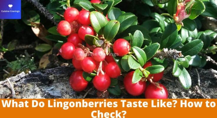 What Do Lingonberries Taste Like