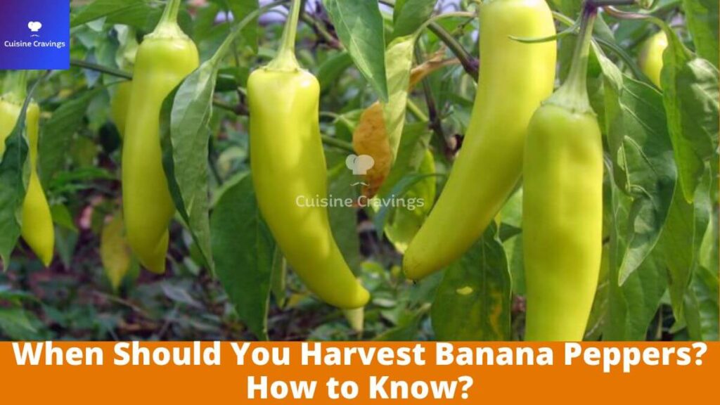 When Should You Harvest Banana Peppers