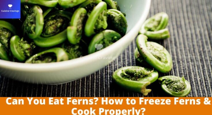 Can You Eat Ferns