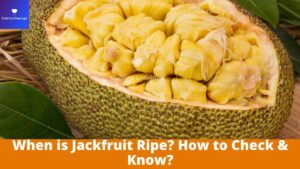 When is Jackfruit Ripe