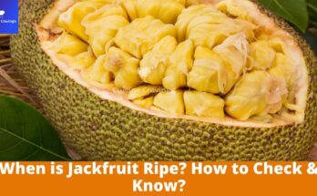 When is Jackfruit Ripe