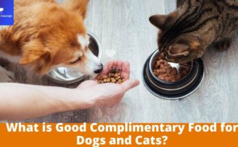 What is Good Complimentary Food for Dogs and Cats