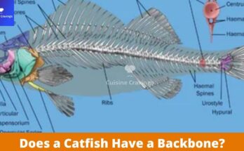 Does a Catfish Have a Backbone