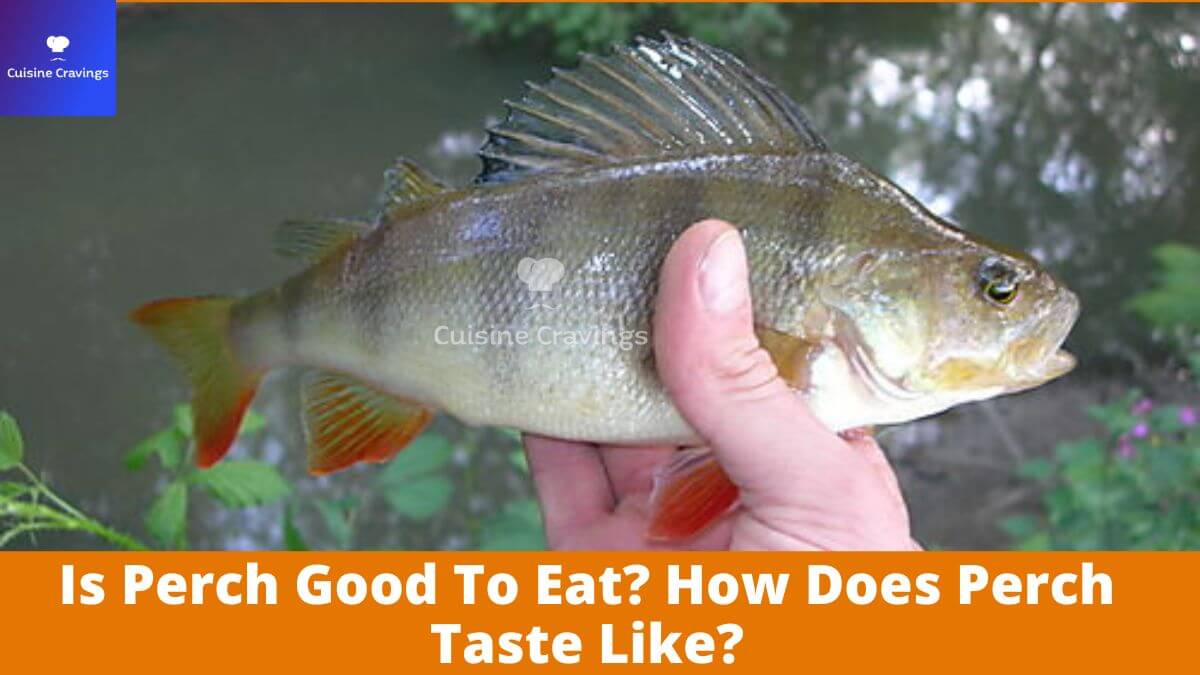 Is Perch Good To Eat? How Does Perch Taste Like?