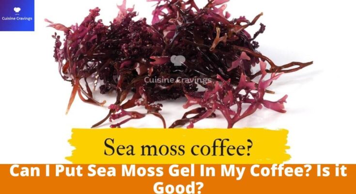 Can I Put Sea Moss Gel In My Coffee? Is it Good?