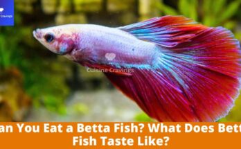 Can You Eat a Betta Fish? What Does Betta Fish Taste Like?